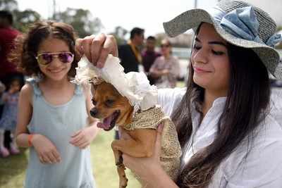 Raipur’s pampered pooches get a trendy summer makeover