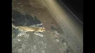 Speed proves fatal for wildlife on this stretch bisecting Aravalis