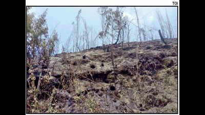 Recurring man-made fires ravage forestland in Idukki