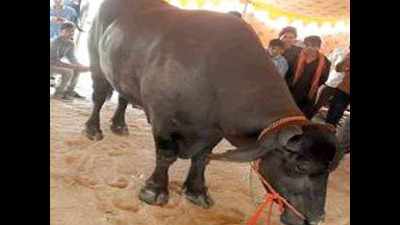 1,200kg buffalo charms visitors at Tilwara cattle fair