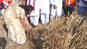 Hema Malini kick-starts campaign in Mathura, harvests crop in field