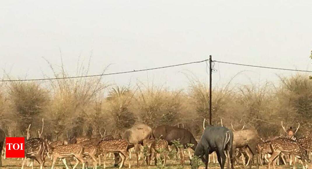 From aircoolers to special diet, zoo animals in for summer treat
