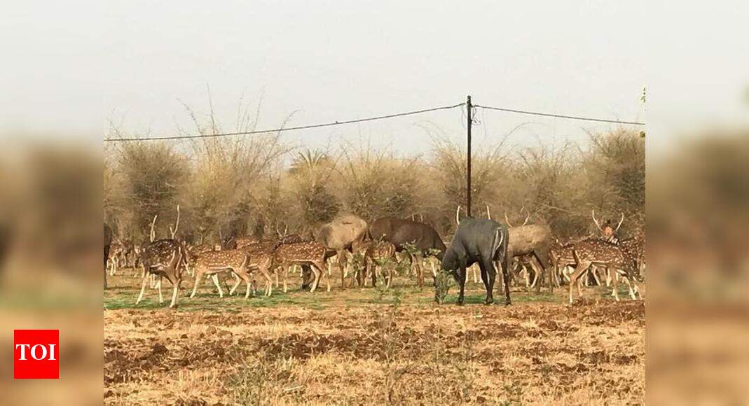 From aircoolers to special diet, zoo animals in for summer treat