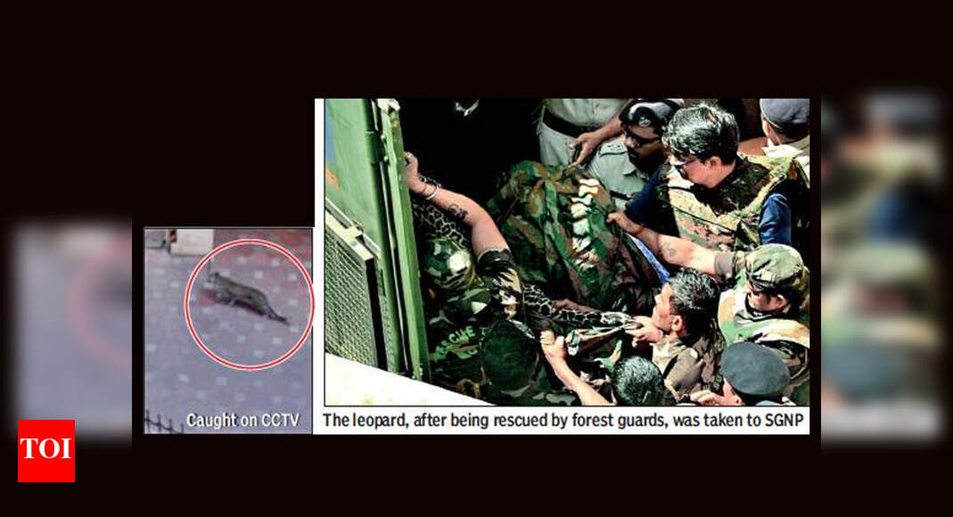 Leopard slips into Marol, 2nd to do so in 6 months | Mumbai News