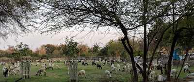 Goats graze in park