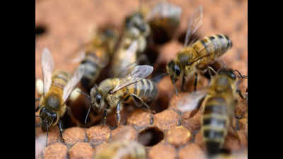 One dead, 8 hurt after bees attack group of picnickers in Goa