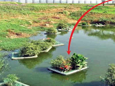 Floating 'purification islands' find fix to water pollution in Delhi's Rajokri lake