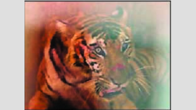 Wounded Wayanad tiger recouperating in city zoo