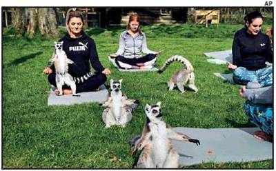 Lotus meets lemurs: People doing lemoga now - Times of India