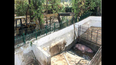 Vadodara: Male hippopotamuses Chunnu found dead in Kamatibaug zoo