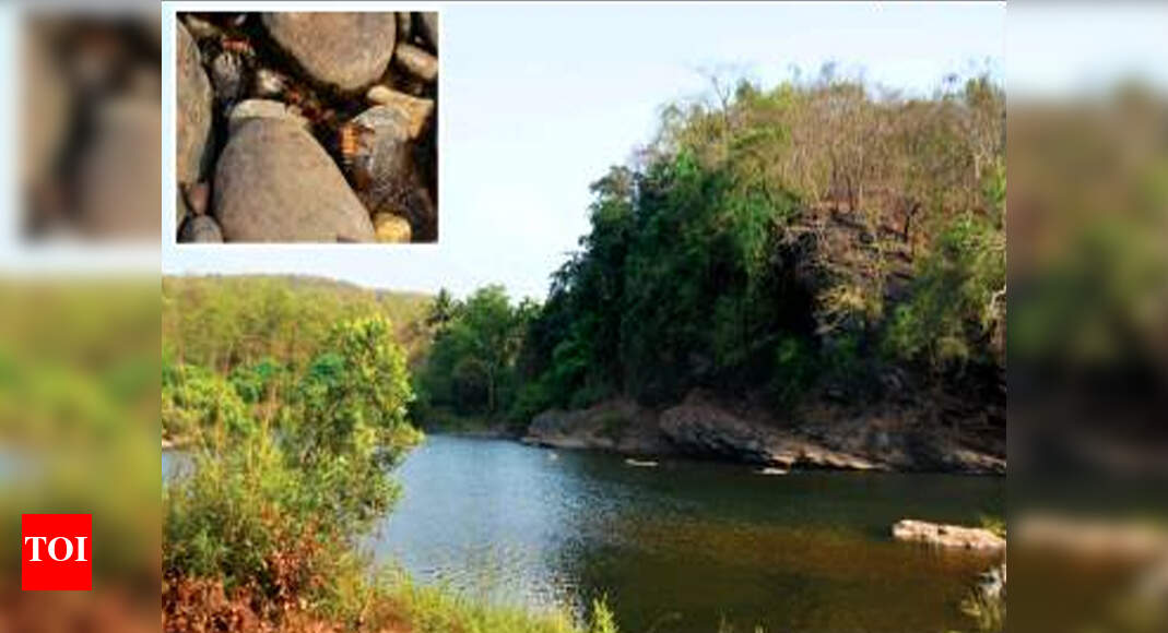 Bees at Mhovacho Guno still agitated but no more attacks | Goa News ...