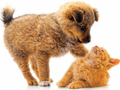 Confidence comes with early socialisation