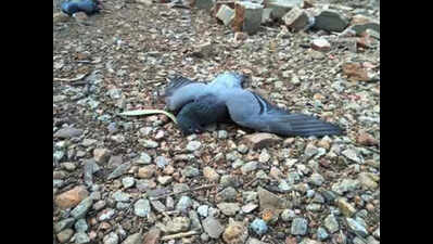 Bengaluru: 50 pigeons die of suspected poisoning in Basavanagudi