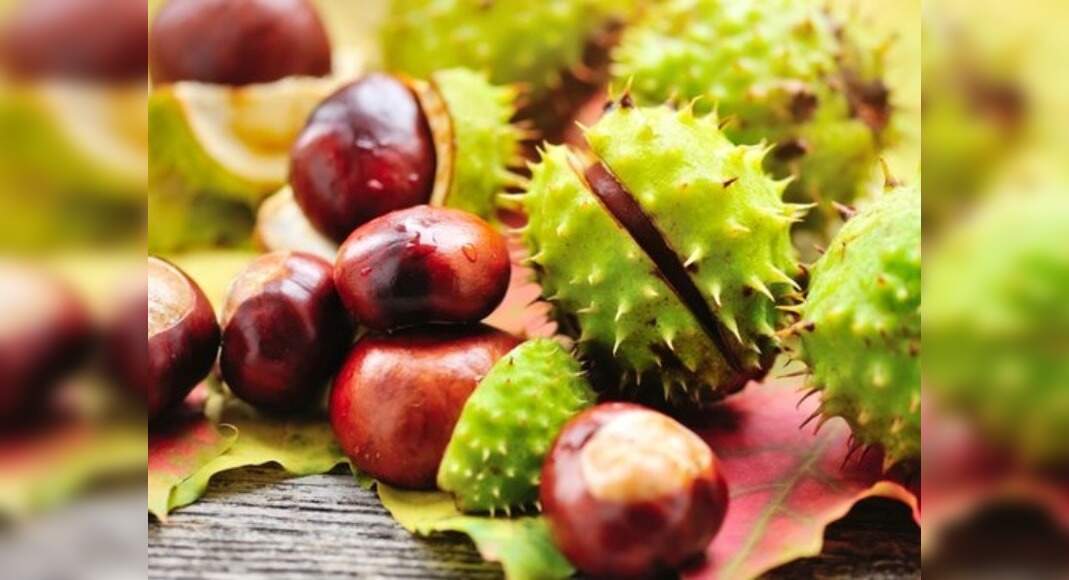 Horse Chestnut Extract Health Benefits And Uses
