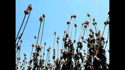 Weather report forged to show opium crop damage: ACB probe