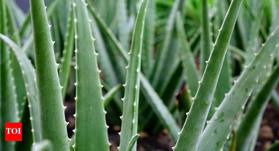 �Medicinal plants� demand up 50, availability down