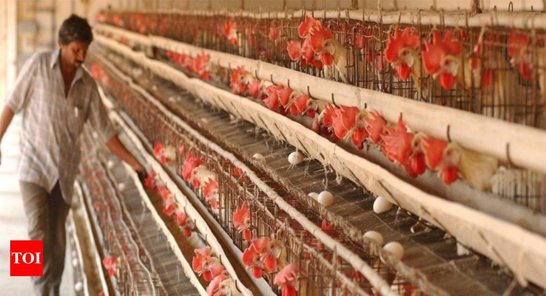 Government mulls rules to improve poultry living ...