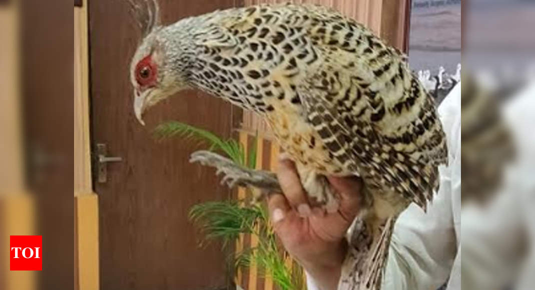 himalayan monal pheasant size