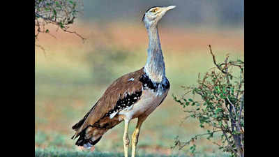 Just one sighting of Great Indian Bustard last year worries foresters