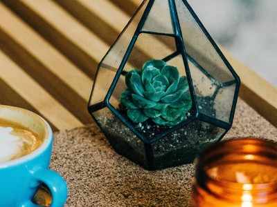 Terrarium Plants: Mini Gardens that suit every room and living space