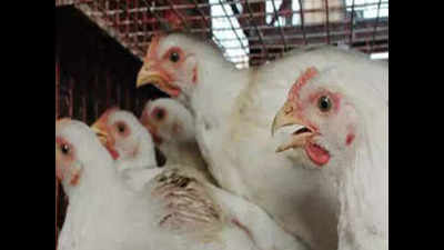 Viruses play havoc with fowls, antibiotics with human health