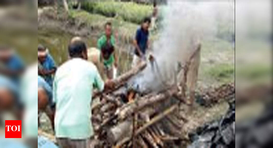 A first in 4 years, tiger ‘poached’ in Sunderbans | Kolkata News ...