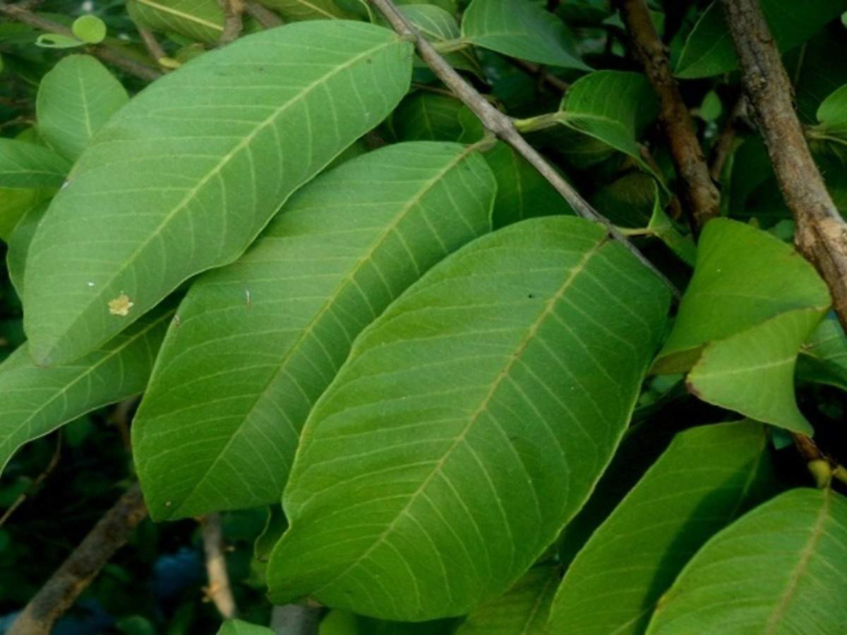 Hojas de GuayabaMexican Guava LeavesOrganic dried leaves 100 Natural  Detox  パーソナルスタイリストイメージコンサルタント資格スクール東京MODA