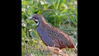 Rare king quail sighted near Mangalore International Airport