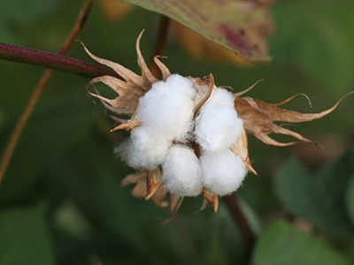 Gujarat’s cotton output to hit one-decade low this year