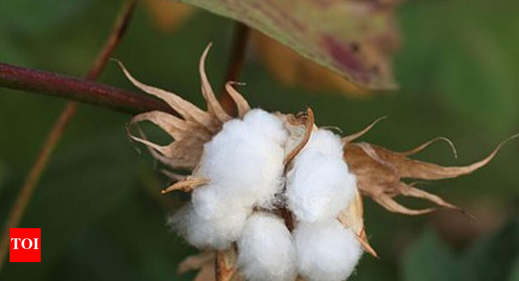 Gujarat’s cotton output to hit onedecade low this year Ahmedabad