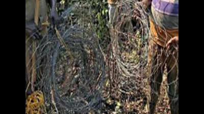 Rampant poaching under lens after tiger death