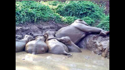 5 elephants rescued from pond in Mysuru