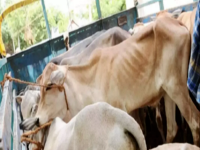Centre transfers issues on prevention of cruelty to animals to agriculture  ministry, activists fume over the move | India News - Times of India