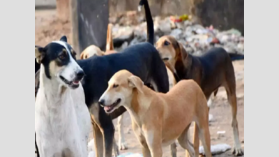 Savage dogs back in Sitapur, 4 kids mauled