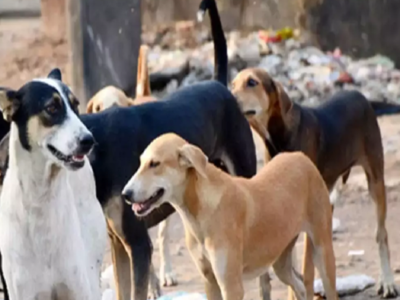 Savage dogs back in Sitapur, 4 kids mauled | Lucknow News - Times of India