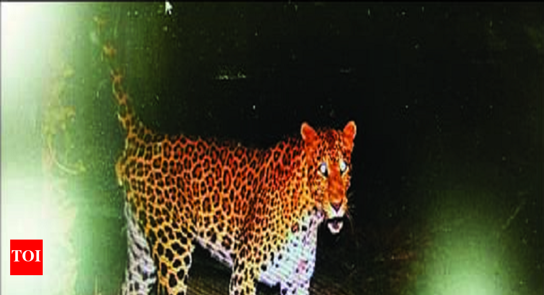 Killer leopard identified, villagers near DTR told to be alert