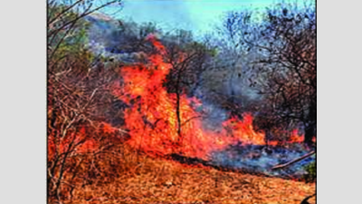 To prevent fires, entry of outsiders banned in forest reserve areas of Bijnor