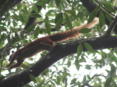 Rescue Rehab Centre For Urban Animals In Pune Pune News Times Of India