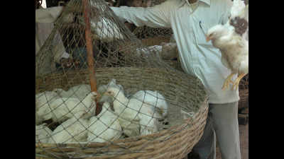 KMC warns against dead chicken sale