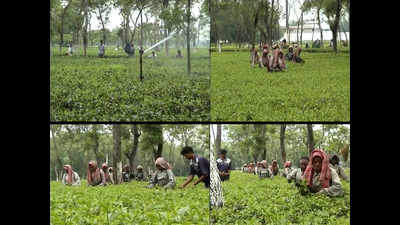 Tea growers cry for government attention in Kishanganj