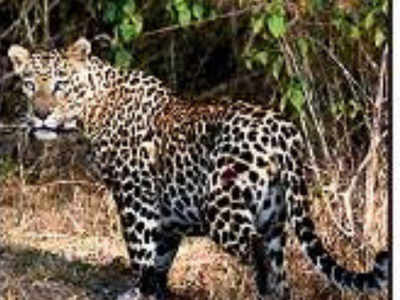 Leopards, wolves adapt to share space with humans: Study | Bengaluru ...