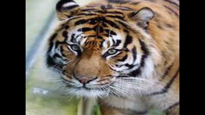 Maharashtra forester says cut tiger count, kicks up storm