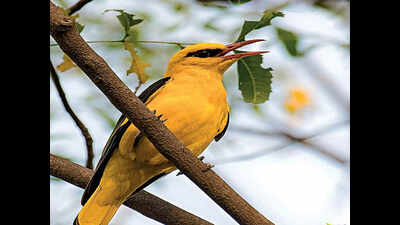 Birds of summer: These visitors like the sun on their backs