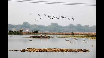 Najafgarh farmers write to human rights panel, seek compensation for flooding
