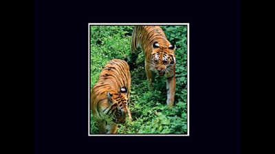 Tiger death spurs corridor plan