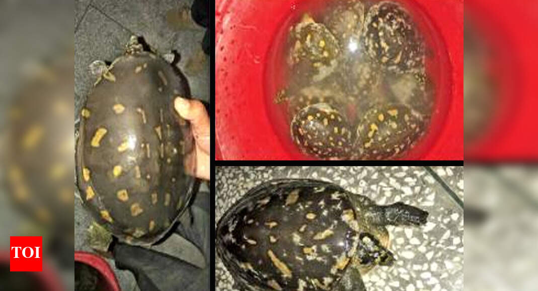 Punjab: Rare turtle seizure adds twist to poll liquor raid | Chandigarh ...