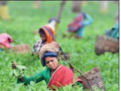 Little-known tea gardens stir Kishanganj poll pot