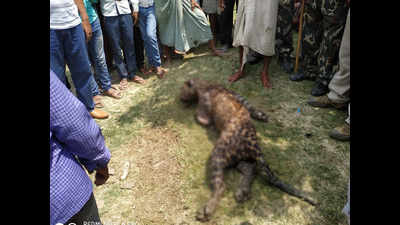 Stray leopard injures 9, killed by Muzaffarpur villagers