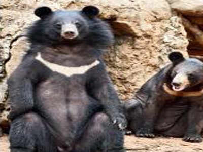 WII to study changing habits of Asian Black Bear in Himachal Pradesh | Shimla News - Times of India WII to study changing habits of Asian Black Bear in Himachal Pradesh | Shimla News - Times of India