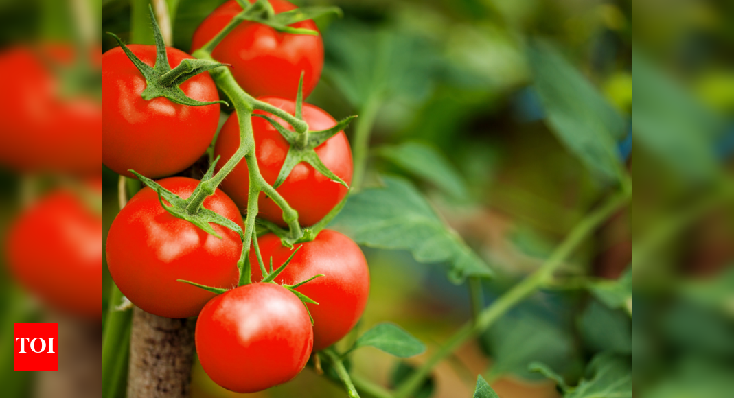 What are the benefits of eating tomatoes daily? Times of India